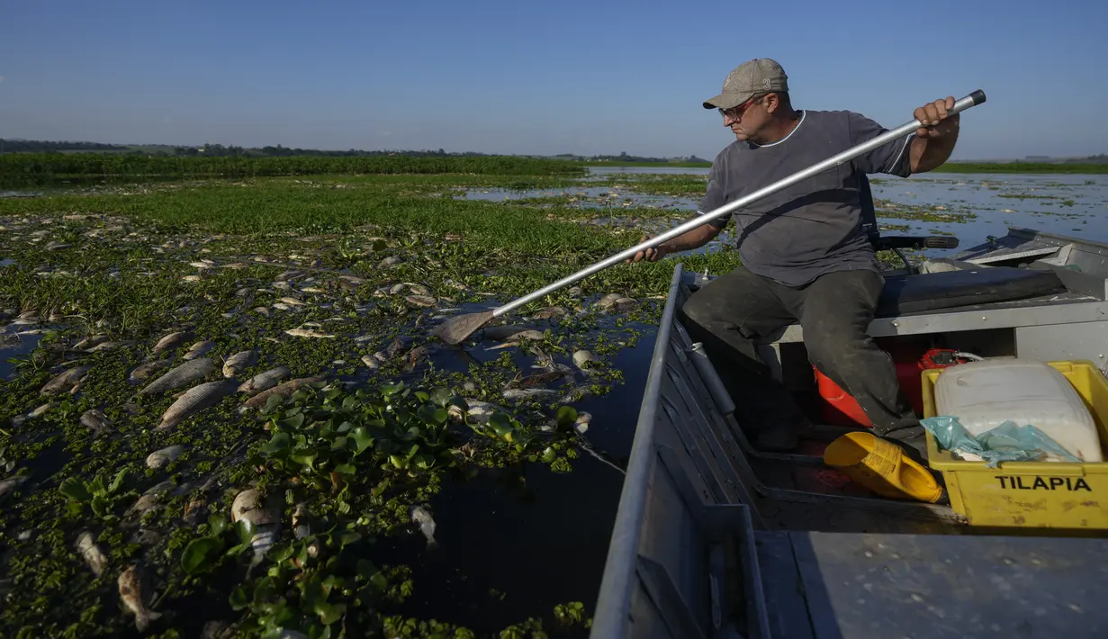 Analisis awal memperkirakan bahwa antara 10 dan 20 ton ikan mati di sungai Piracicaba, kata jaksa Sao Paulo dalam sebuah siaran pers. (AP Photo/Andre Penner)