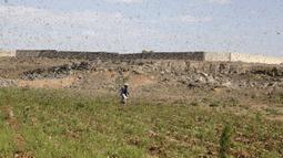 Seorang petani mencoba mengusir kawanan belalang yang menyerbu lahan pertanian di Provinsi Dhamar, Yaman, pada 6 Juni 2020. (Xinhua/Mohammed Mohammed)
