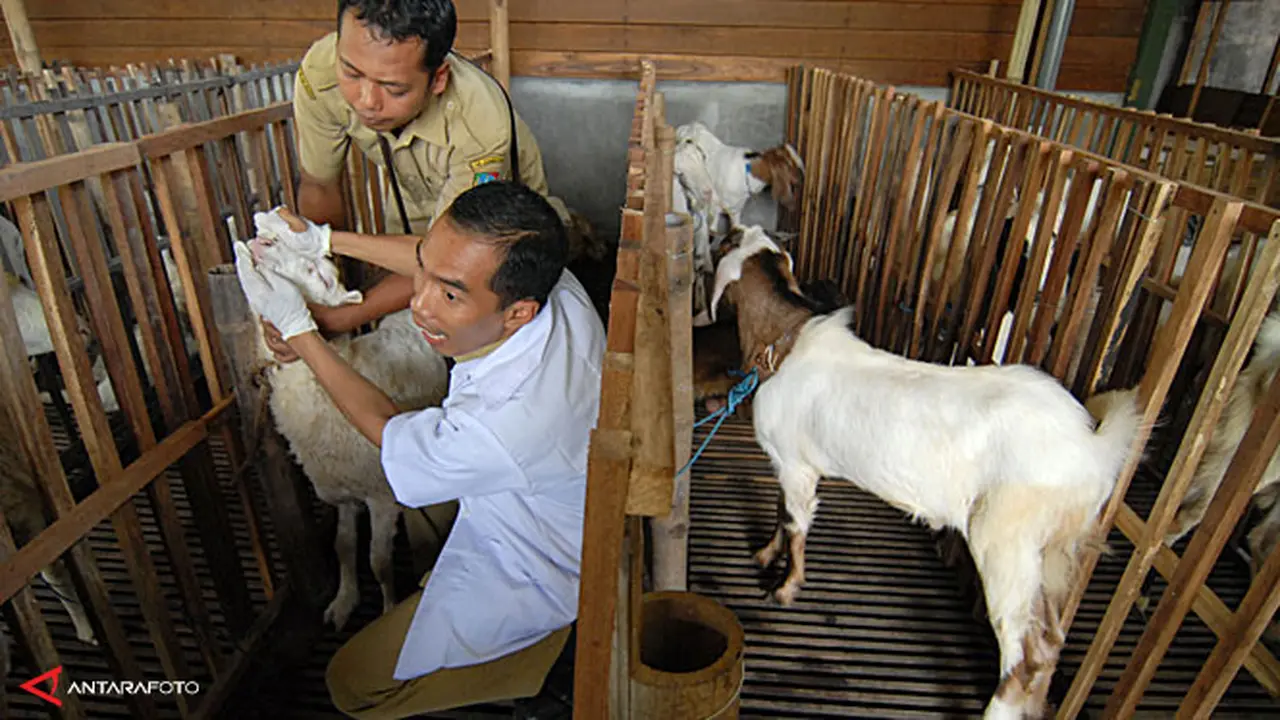 daging-kambing-131011b.jpg