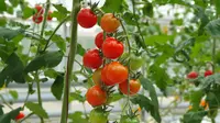 Ilustrasi tanaman tomat. (Image by wirestock on Freepik)