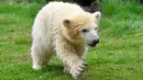 Bayi beruang kutub menjelajahi kandang saat melakukan langkah pertamanya di kebun binatang di Gelsenkirchen, Jerman, 13 April 2018.  Bayi beruang yang lahir pada Desember lalu itu tinggal bersama sang induk yang bernama Lara. (AP Photo/Martin Meissner)