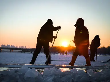 Sejumlah pekerja mengumpulkan es dari Sungai Songhua di Harbin, ibu kota Provinsi Heilongjiang, China timur laut (7/12/2020). Bongkahan es yang dikumpulkan dari Sungai Songhua yang membeku itu akan digunakan sebagai dekorasi kota tersebut. (Xinhua/Wang Song)