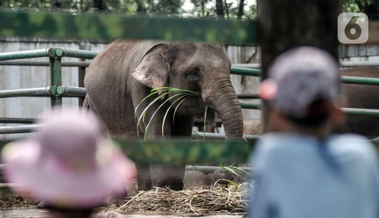 Wisatawan saat mengamati gajah di Taman Margasatwa Ragunan, Jakarta, Jumat (14/5/2021). Pemprov DKI Jakarta pada libur Lebaran 2021 membuka sejumlah tempat wisata, salah satunya Taman Margasatwa Ragunan. (merdeka.com/Iqbal S. Nugroho)
