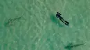 Hiu berenang di samping seorang perenang snorkling di Laut Mediterania dekat pembangkit listrik di lepas pantai Hadera, Israel, Rabu (23/2/2022). Air panas yang memancar dari pabrik industri di kota Hadera di utara Israel menarik hiu-hiu ini. (AP Photo/Ariel Schalit)