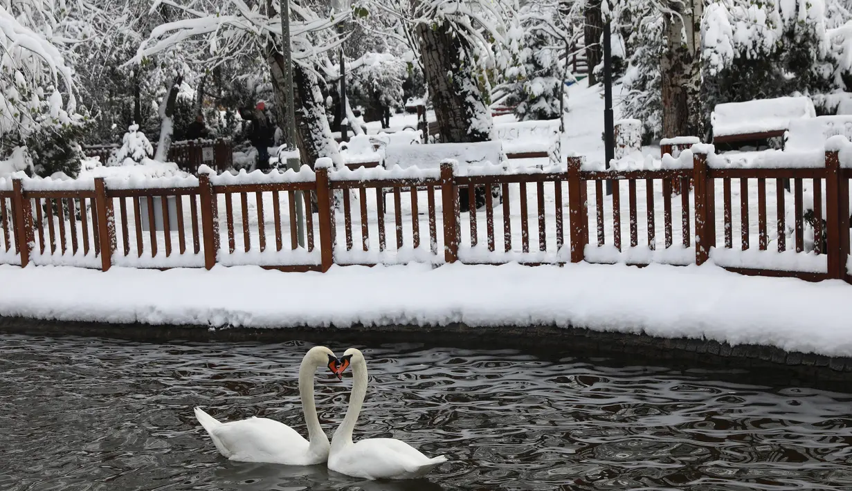 Dua angsa berenang di kolam es di sebuah Taman Kugulu di Ankara, Turki (26/12). (AFP Photo/Adem Altan)