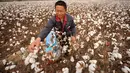 Seorang petani memanen kapas di sebuah ladang di Wangdaozhai, Kota Nangong, Provinsi Hebei, China utara, pada 27 Oktober 2020. (Xinhua/Mu Yu)