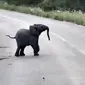 Seekor bayi gajah di Taman Nasional Kruger di Afrika Selatan menayangkan kelucuan seekor bayi gajah yang gemas melihat burung-bu