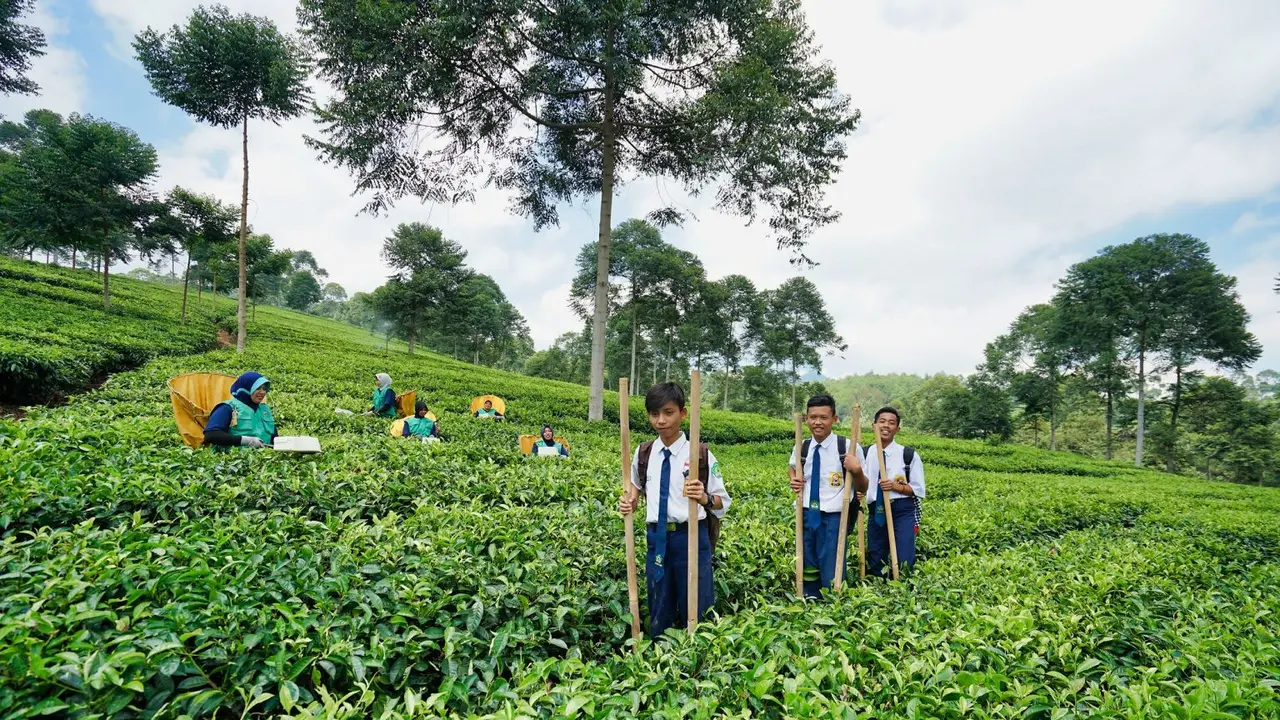 Perkebunan Teh PTPN IX