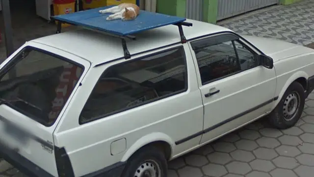 8 Potret Hewan Tertangkap Kamera Google Street View Ini Bikin Tepuk Jidat