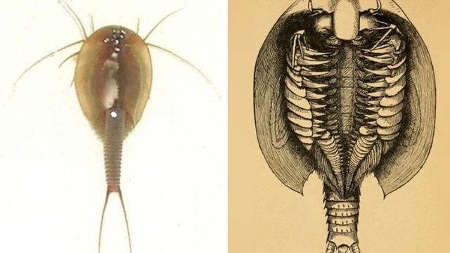 Mengerikan, 5 Makhluk Aneh yang Keberadaannya Dipertanyakan