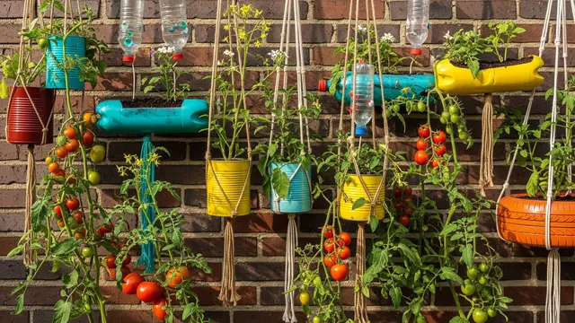 Kebun Tomat Gantung dengan Barang Bekas