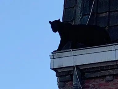 Seekor Black Panther berjalan di sepanjang atap rumah di Armentières, Prancis (19/9/2019). Kemunculan seekor macan kumbang (panther) besar tersebut membuat geger penghuni rumah dan warga. (Photo by HO/Sapeurs-pompiers du Nord/AFP)