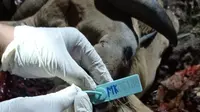 Kini masih belasan ekor sapi di Paser terjangkit wabah PMK. (Liputan6.com)