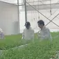 Menteri Koperasi dan UKM Teten Masduki bersama Direktur PT Sido Muncul TBK panen perdana tanaman Stevia Rebaudiana, tanaman pengganti gula yang sangat rendah kalori. Foto: liputan6.com