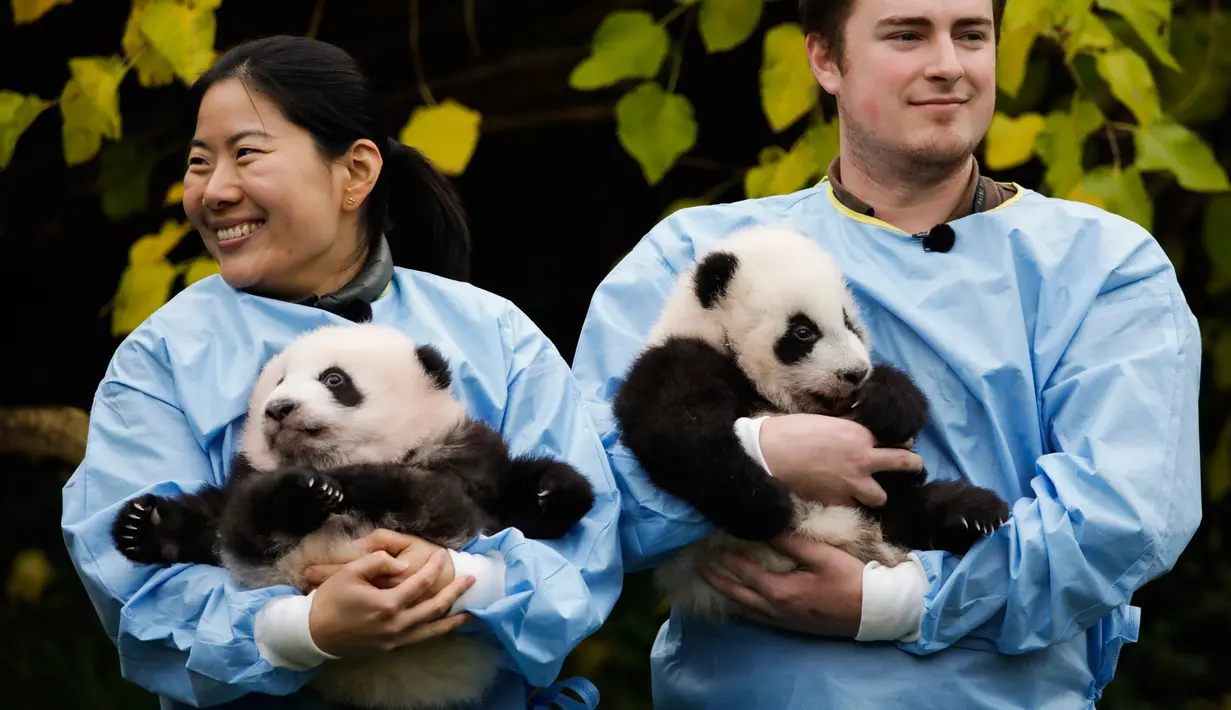 Anak kembar panda raksasa diperkenalkan kepada publik  di taman margasatwa Pairi Daiza, Brugelette, Belgia, Kamis (14/11/2019). Panda kembar berjenis kelamin jantan dan betina yang lahir pada Agustus 2019 itu diberi nama  "Bao Di" (kiri) dan "Bao Mei".  (AP/Olivier Matthys)