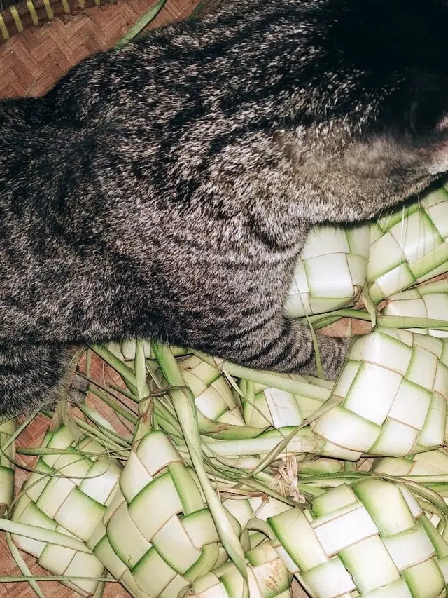 Potret Kucing 'Bantuin Masak' Di Dapur, Aksinya Bikin Gemas. (Sumber: Twitter/ZOO_FESS)
