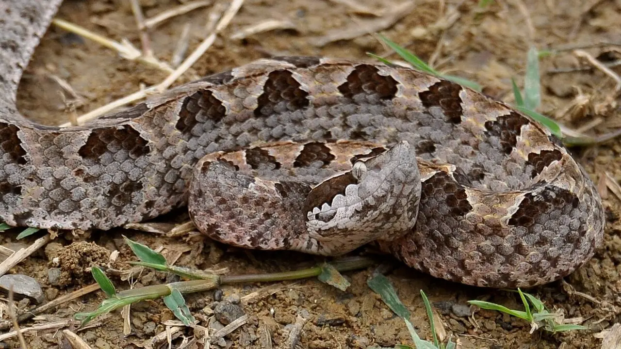 Ular Tanah (Calloselasma rhodostoma)