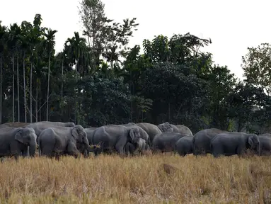  Kawanan gajah berkumpul di sawah di desa Bahampur di kabupaten Nagaon, beberapa 155kms timur Guwahati, India (27/12). Sekitar 150 ekor gajah keluar dari hutan di Assam, timur India untuk mencari makanan dan menghebohkan warga. (AFP Phoyo/Biju Boro)