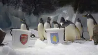 Penguin di Birmingham ramalkan Arsenal kalah