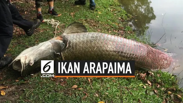 Ikan jenis Arapaima ditemukan terdampar mati di sungai Sabah, Kinabalu, Malaysia.