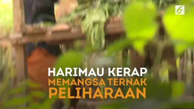 Puluhan hewan ternak peliharan warga hilang dimangsa Harimau Sumatera di Ulo Talo Bengkulu. Warga pun memutar otak agar peristiwa ini tidak terulang. Sejumlah cara dilakukan untuk mencegah “Si Raja Hutan” kembali memakan korban.