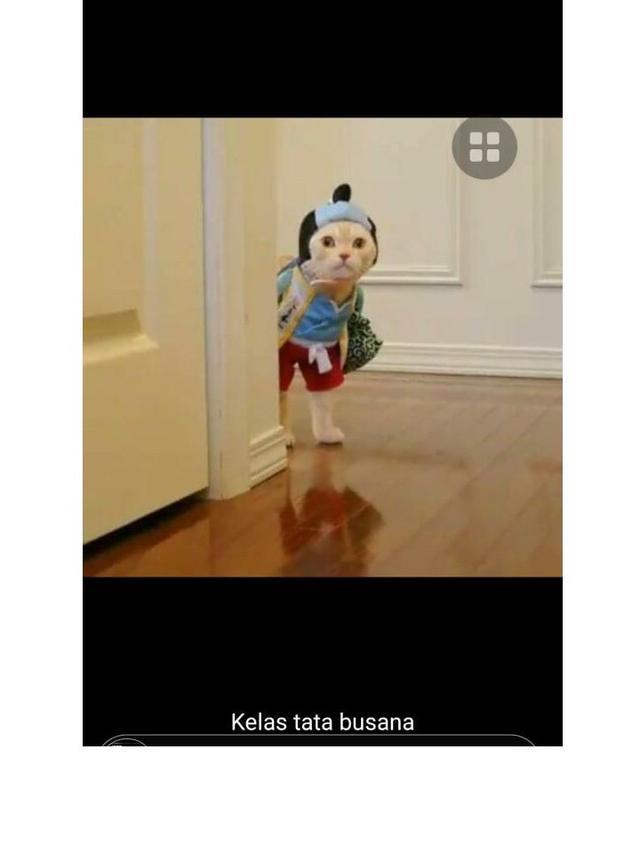 8 Potret Cocoklogi Jika Kucing Ikut Ekstrakurikuler Ini Bikin Gemas