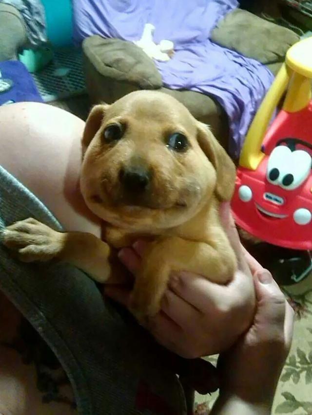 8 Potret Hewan Usai Disengat Lebah Ini Bikin Kasihan Sekaligus Lucu