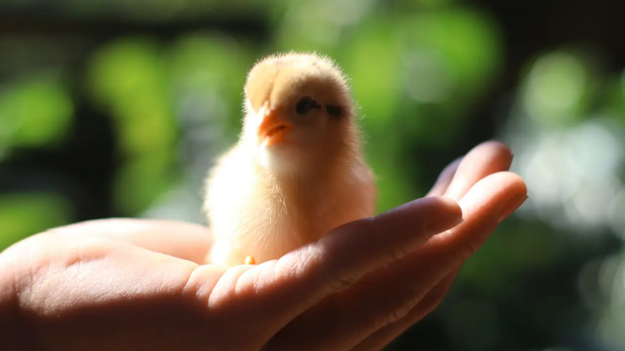 Ilustrasi persahabatan dengan ayam/dok. Unsplash designervn