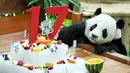 Panda jantan raksasa Xing Xing memeriksa kue es pada hari ulang tahunnya yang ke-17 di Kebun Binatang Nasional, Kuala Lumpur, Malaysia, Rabu (23/8/2023). (AP Photo/Vincent Thian)