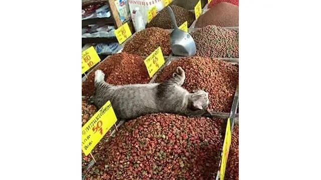 7 Bukti Kucing Hitam Lebih 'Bar-bar' Dibanding Kucing Oranye