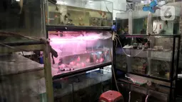 Aktivitas pedagang salah satu kios di Pusat Ikan Hias Johar Baru, Jakarta, Selasa (4/2/2020). Minimnya promosi menyebabkan pasar ikan hias yang dikelola Dinas Koperasi dan UMKM Provinsi DKI itu sepi pengunjung dan banyak pedagang merugi hingga akhirnya menutup kios. (merdeka.com/Iqbal Nugroho)