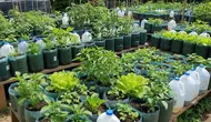 6 Cara Memanfaatkan Galon Bekas agar Jadi Kebun Sayur Produktif, Kreatif dan Estetik