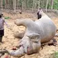 Gajah mati di Kabupaten Bengkalis diduga diracun pakai buah nanas. (Liputan6.com/Dok BBKSDA Riau)