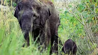 Gajah Sumatera yang pernah terpantau BBKSDA Riau baru melahirkan anaknya. (Liputan6.com/M Syukur)
