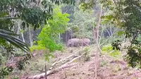 Kawanan gajah yang pernah terpantau BBKSDA Riau masuk ke kebun warga. (Liputan6.com/M Syukur)