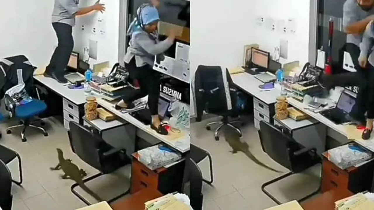 Viral Video Ruang Kerja Diserang Biawak Bikin Karyawan Teriak Histeris