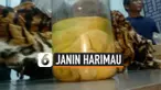 JANIN HARIMAU