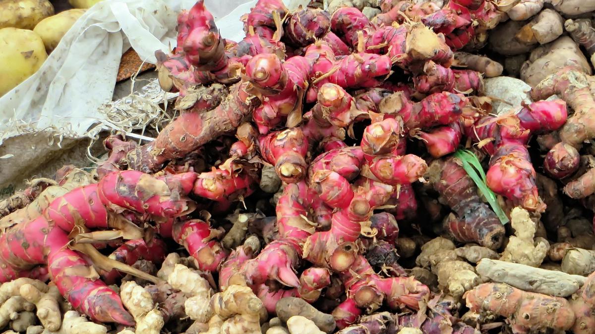 Panduan Lengkap Cara Menanam Jahe Merah di Pot, Hasil Melimpah di Pekarangan Rumah