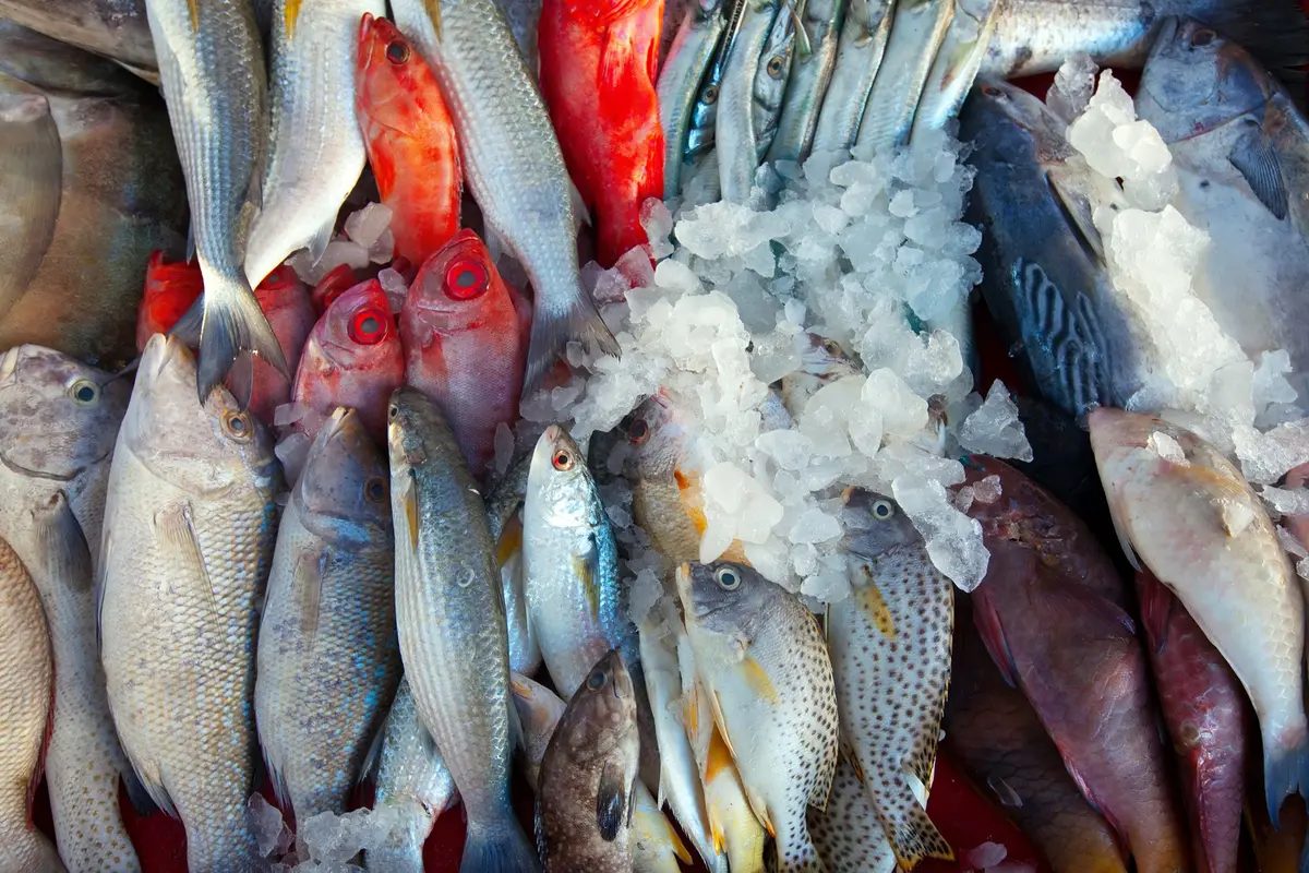 Ilustrasi ikan laut