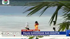 Selain Hamparan Pasir Putih yang menakjubkan, perjalanan menuju Pulau Kaniungan para pengunjung yang menumpang kapal laut akan dikawal sekawanan lumba-lumba.