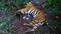 Harimau sumatra yang mati terjerat di salah satu kawasan hutan di Riau. (Liputan6.com/Dok BBKSDA Riau)