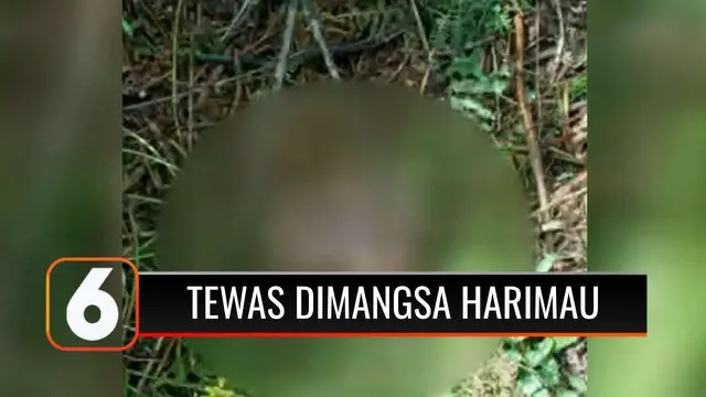 Seorang pekerja perkebunan kelapa sawit tewas mengenaskan dimangsa oleh harimau di Riau. BBKSDA menyatakan lokasi ditemukannya jasad korban merupakan kawasan habitat dari Harimau Sumatera Utara, yaitu Hutan Rawa Gambut Senepis.