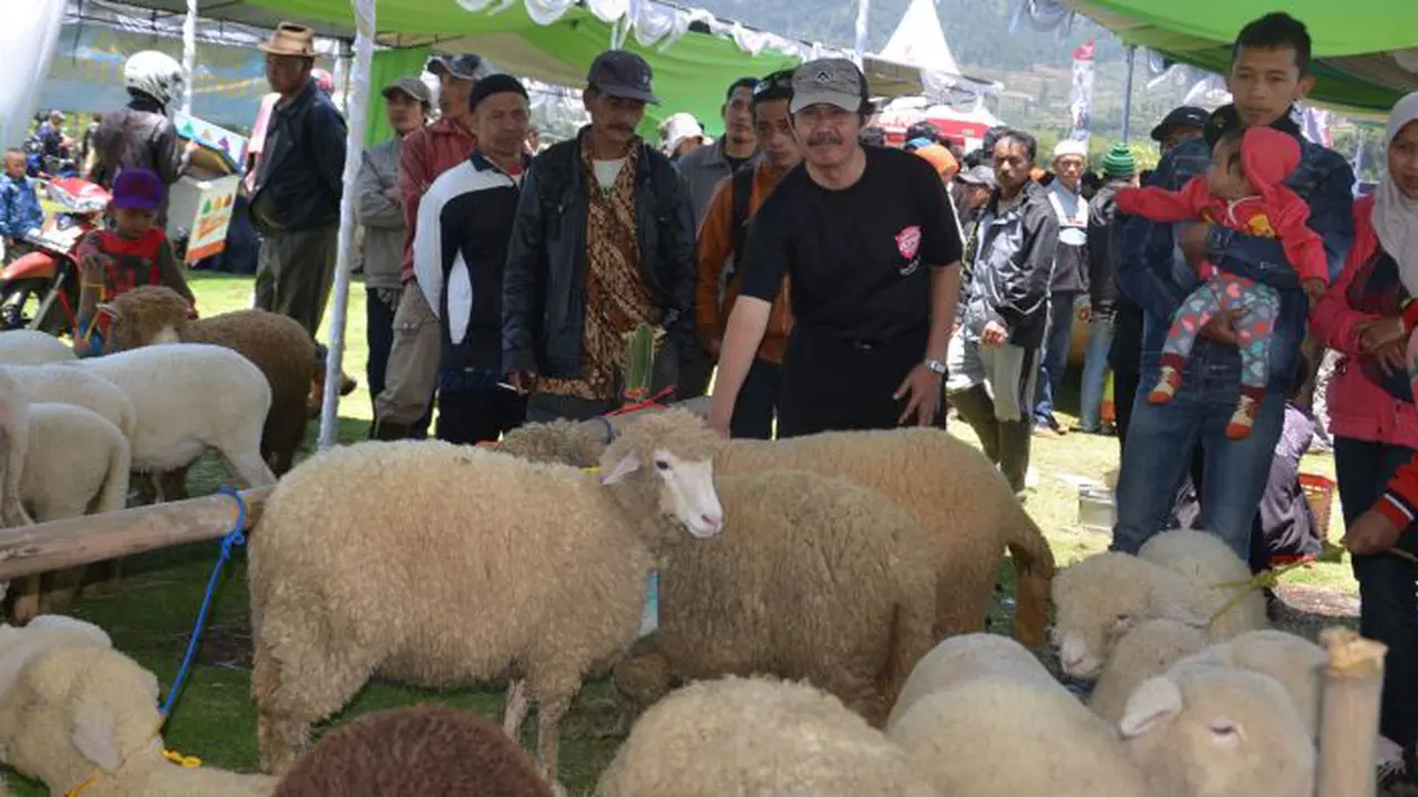 Domba Batur, Dieng