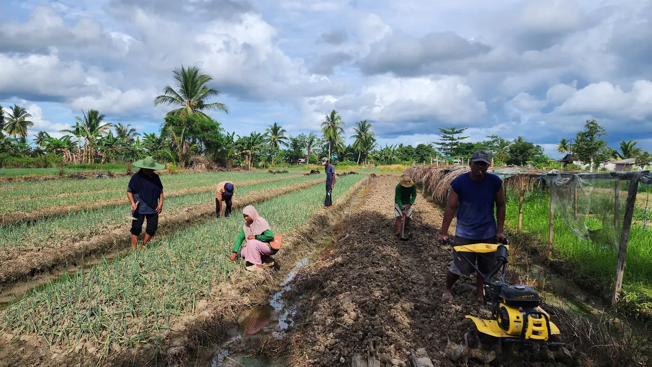 Program Pemberdayaan Klaster Usaha dari BRI Dorong Produktivitas Para Petani di Merauke