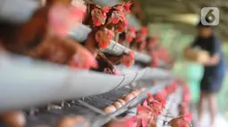 Wamentan Minta Peternak Ayam Sesuaikan Kalender Produksi dengan Jadwal MBG
