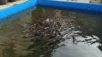 Ternak Lele Bioflok vs Kolam Biasa, Mana yang Lebih Menguntungkan?