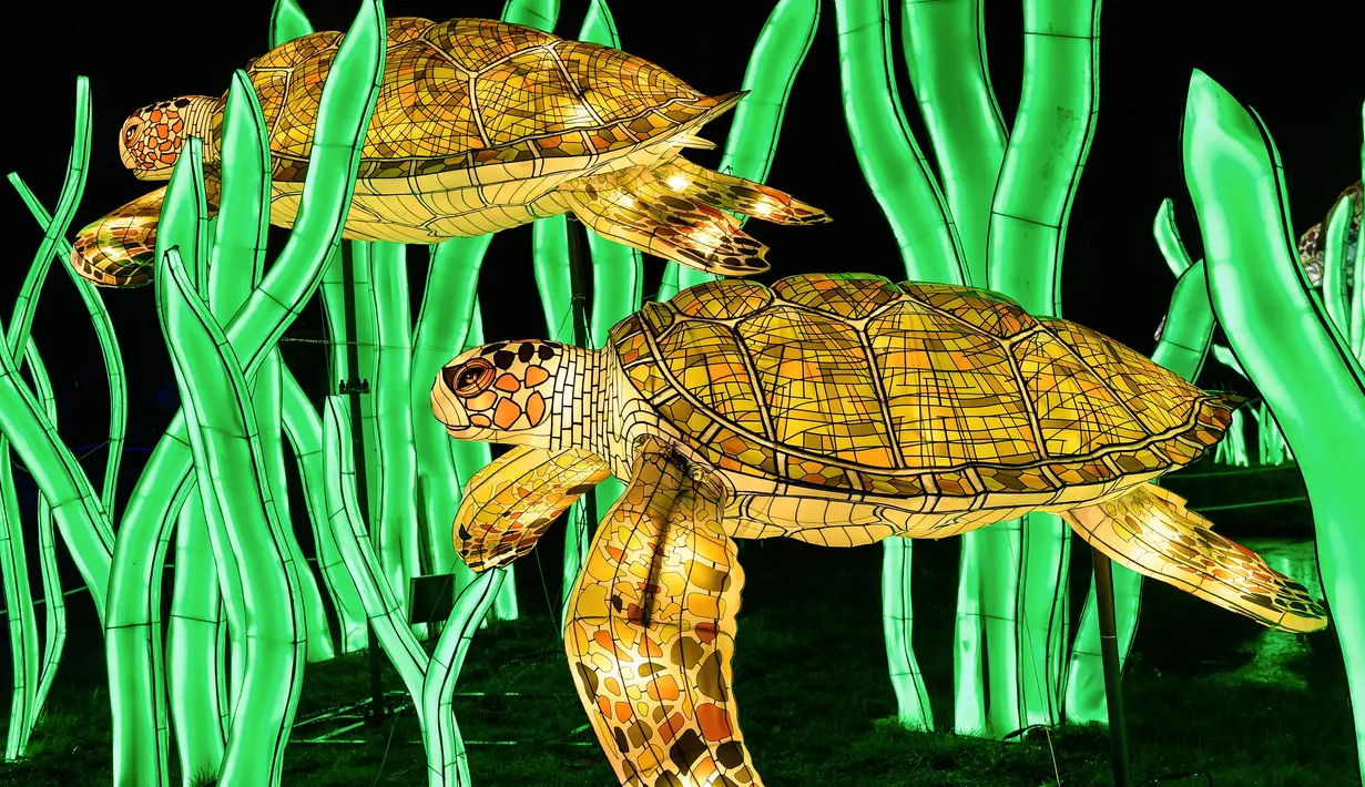 Gambar pada 15 November 2019 menunjukkan patung kura-kura diterangi lampu berwarna sebagai bagian dari pameran festival cahaya di Kebun Binatang Jardin des Plantes, Paris. Festival Cahaya bertajuk "Ocean en voie d'illumination" ini digelar dari 18 November 2019 - 19 Januari 2020. (BERTRAND GUAY/AFP)