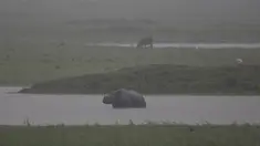 Seekor badak bercula satu melintasi genangan air saat hujan deras di suaka margasatwa Pobitora, sekitar 60 kilometer di timur Gauhati, India, (23/5). Tempat ini memiliki populasi padat badak bercula satu di dunia. (AP Photo/Anupam Nath)
