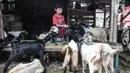 Seorang anak memberi makan kambing di Pasar Kambing, Tanah Abang, Jakarta, Selasa (6/7/2021). PPKM Darurat juga menyebabkan pengiriman hewan kurban dari luar kota terhambat sehingga stok kambing dan sapi terbatas. (merdeka.com/Iqbal S. Nugroho)