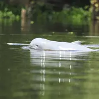 Demi menyelamatkan pesut mahakam Yayasan Konservasi RASI langsung buat petisi di Change.org.